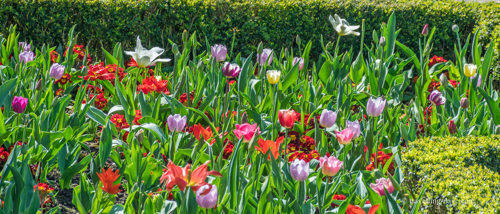 Flowers in Holland Park Dutch Gardens