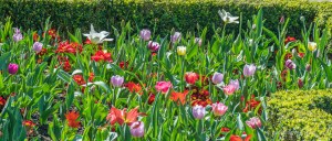 Flowers in Holland Park Dutch Gardens
