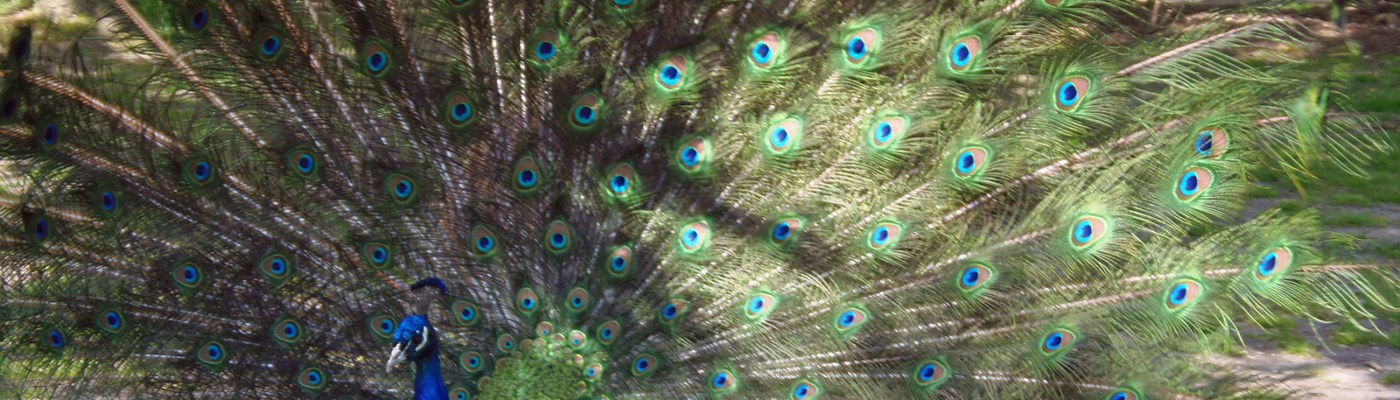 One of Holland Park peacocks