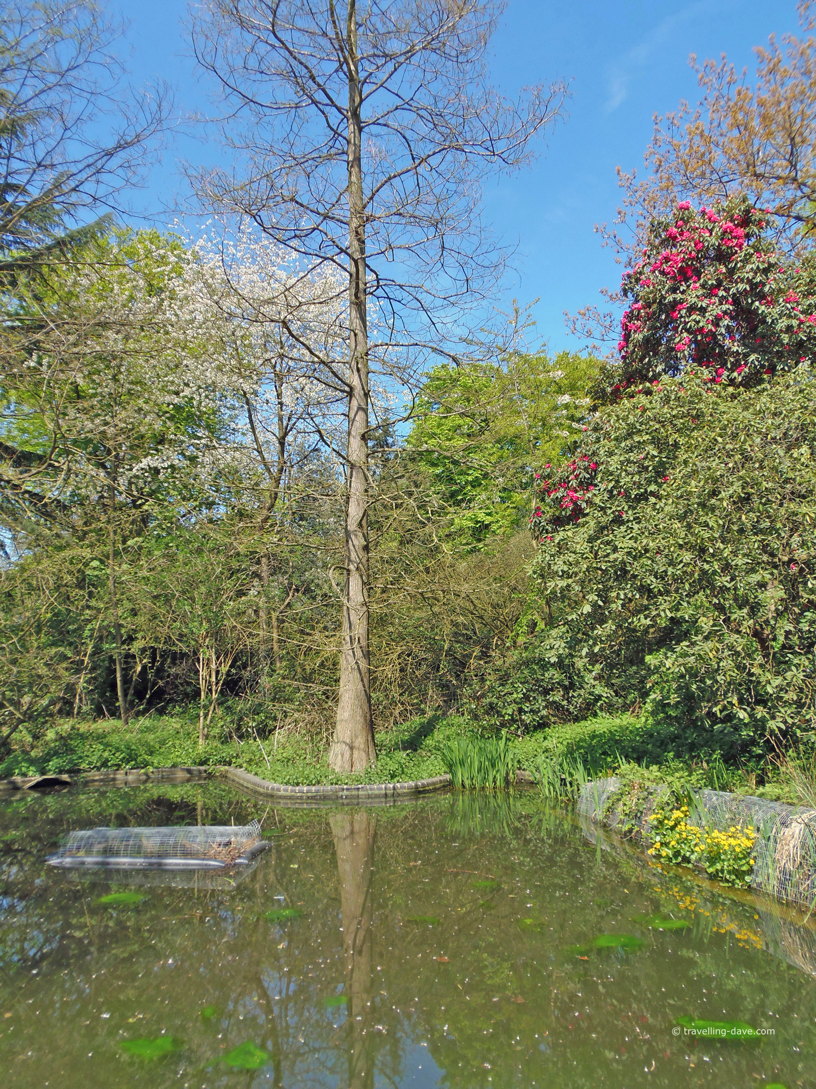 Pond by Lord Holland statue in London