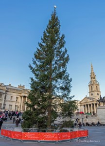 View of Trafalgar Square Christmas Tree