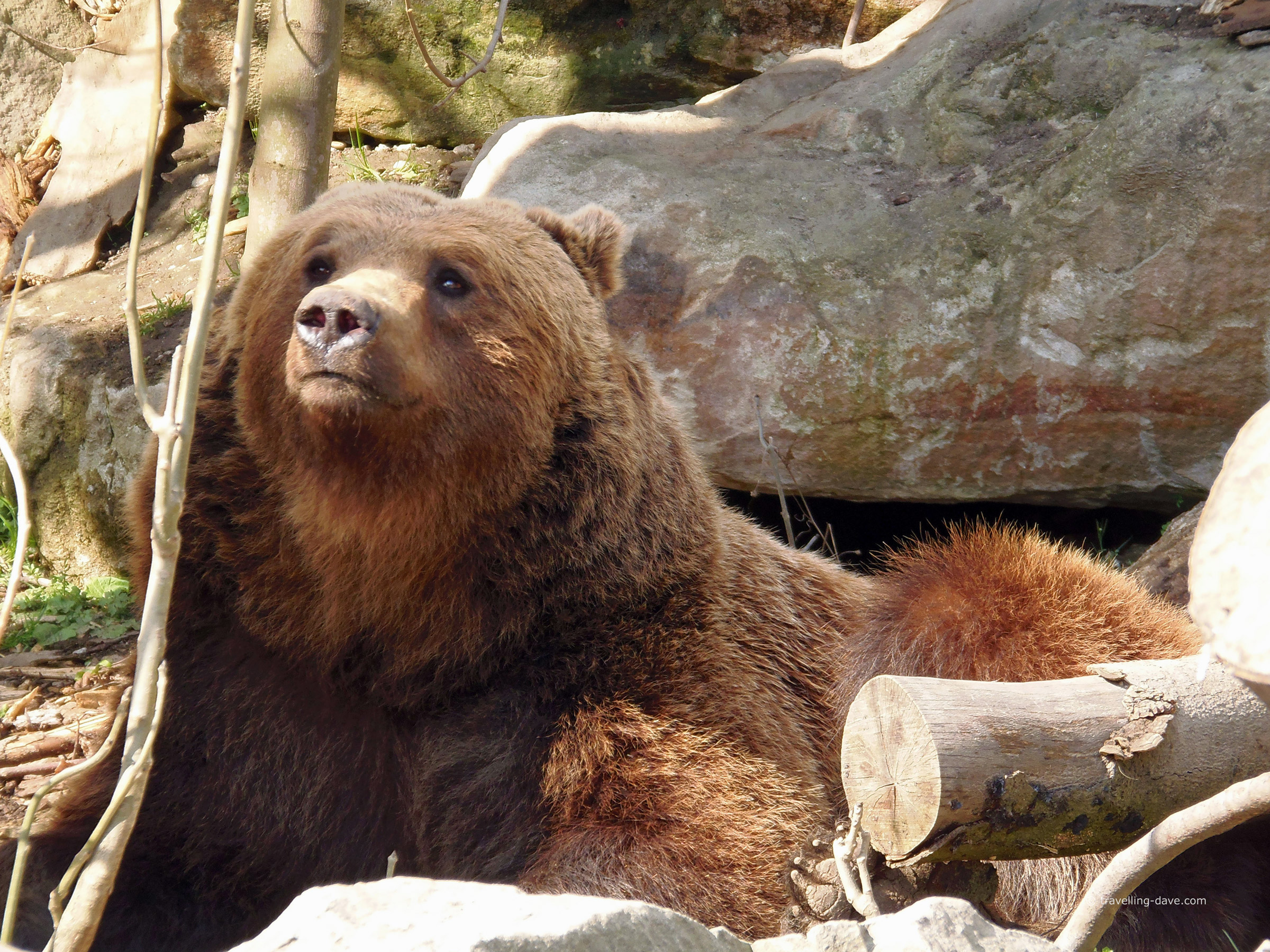 One of the Alpenzoo bears