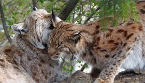 Two lynxes at the zoo