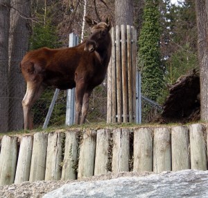 View of Innsbruck Alpenzoo resident moose