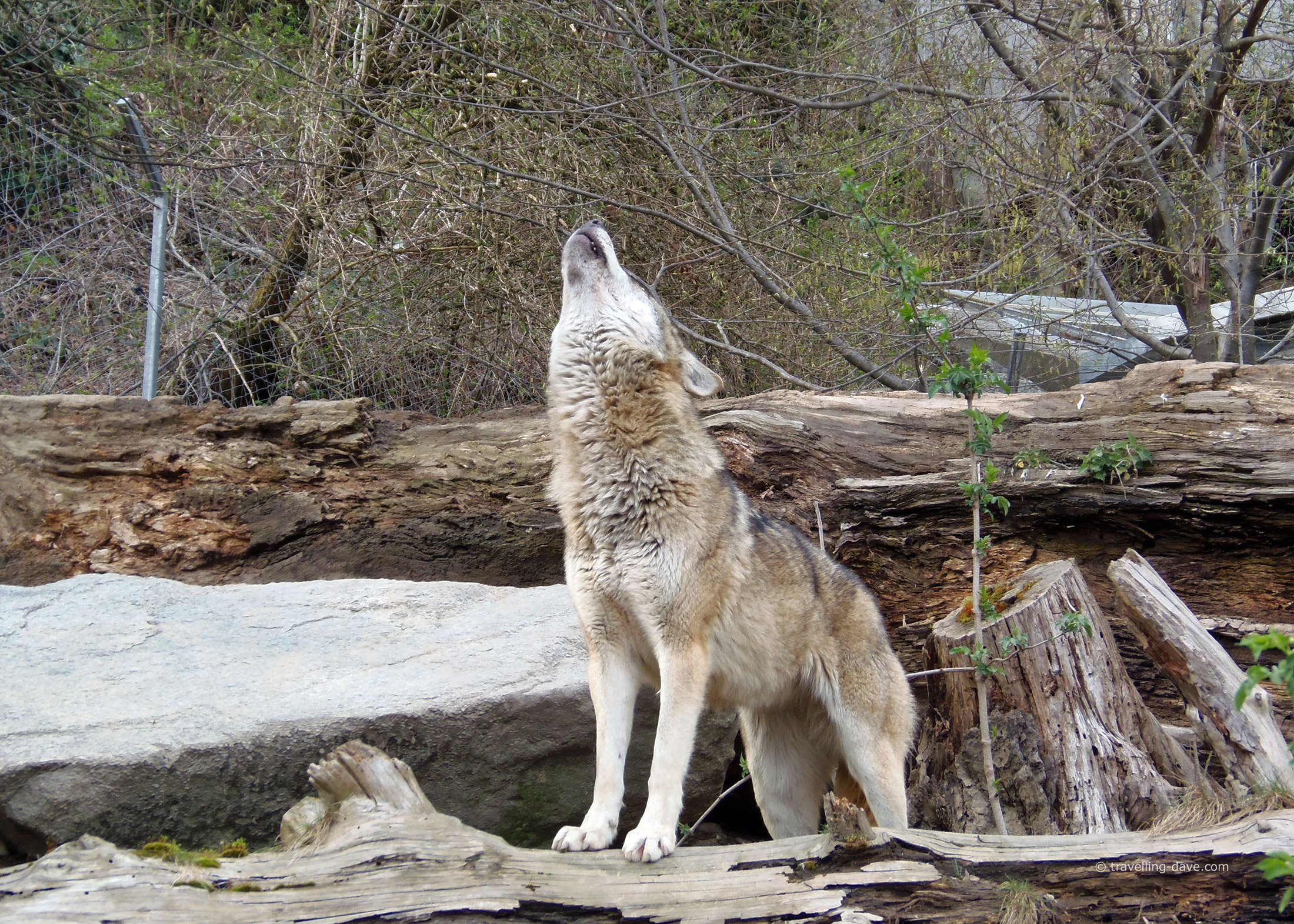 One of Innsbruck Alpenzoo wolves 