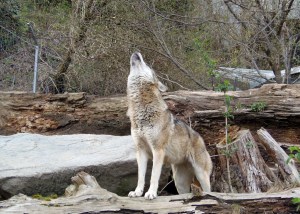 One of Innsbruck Alpenzoo wolves