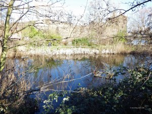 View of the pond at Camley Street Natural Park