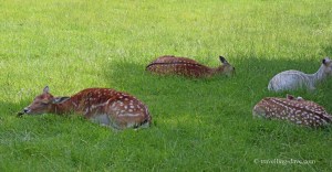View of the deer enclosure at Golders Hill Park