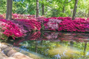View of the pond at the Isabella Plantation