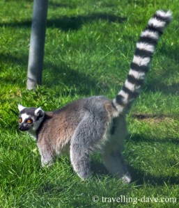 View of one of the lemurs at Golders Hill Park