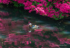 One of the Isabella Plantation Mandarin ducks