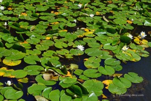 View of waterlilies at Greenwich Peninsula Ecology Park
