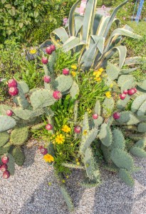 View of some Prickly Pear plants