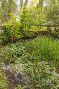 Plants growing in a pond