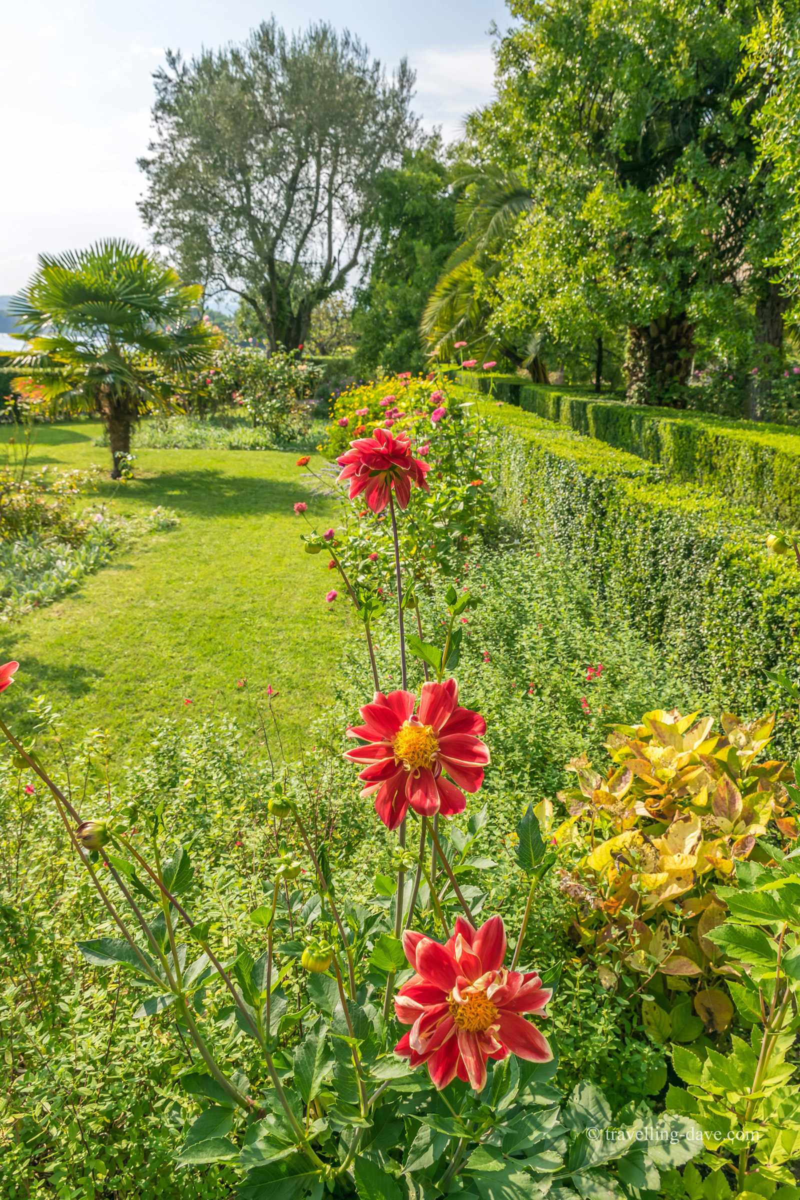 View of three red flowers in a garden