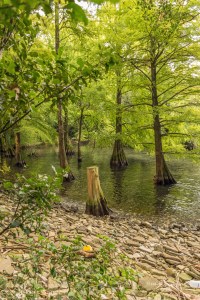 Trees growing in the water