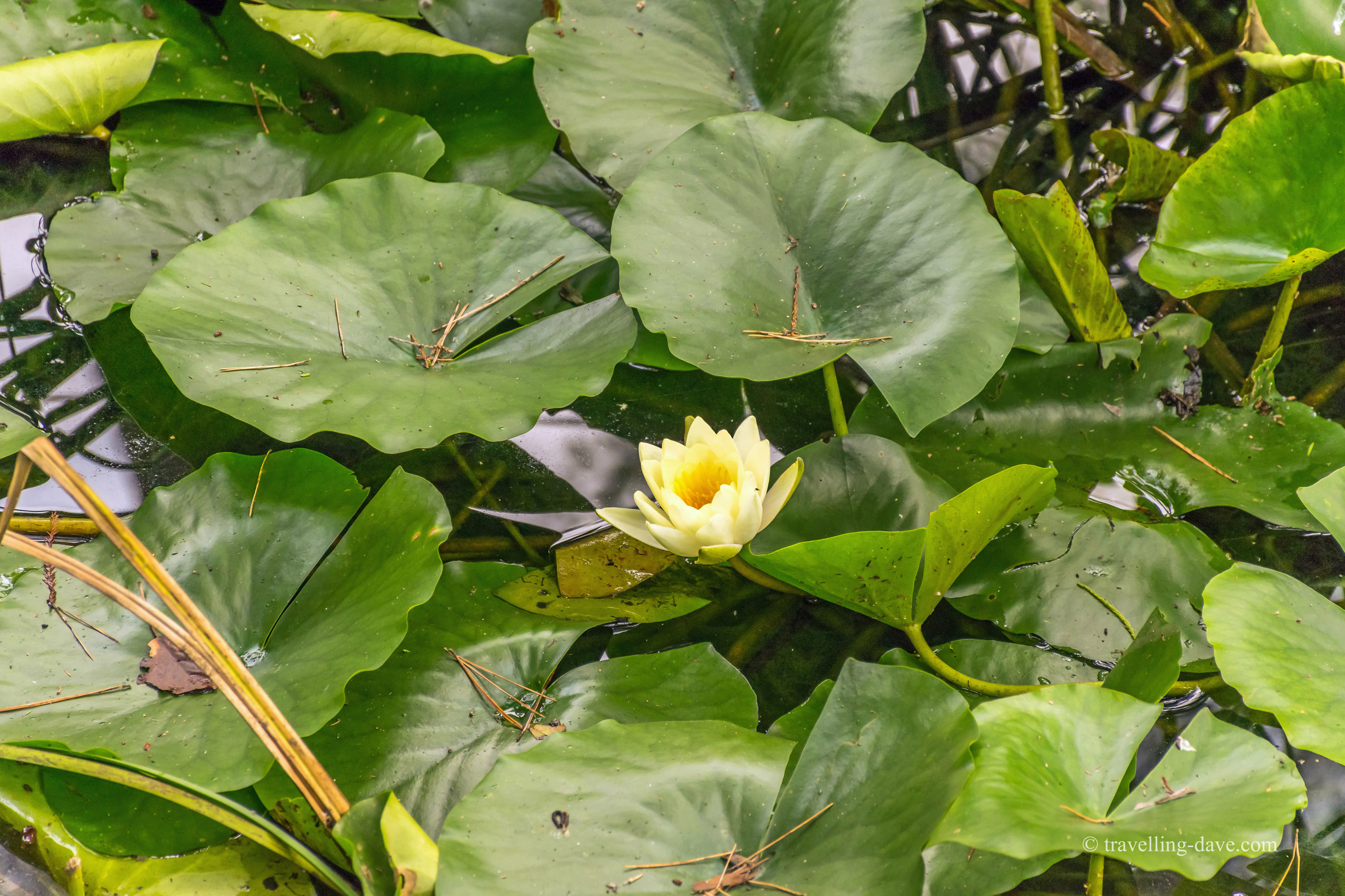 View of a yellow waterlily
