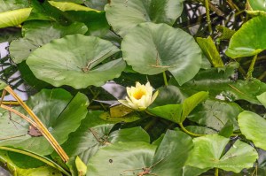 View of a yellow waterlily