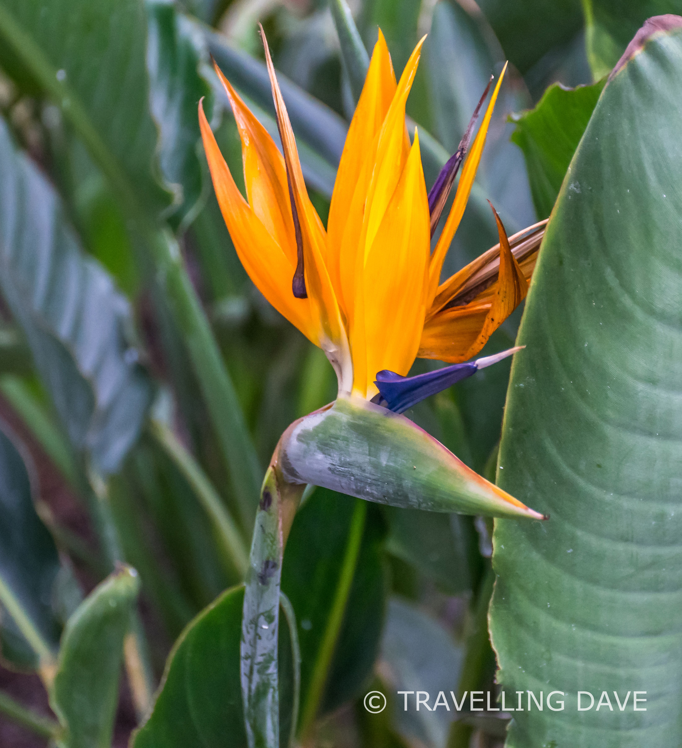 View of one of the beautiful flowers of the Sky Garden