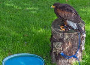 View of an eagle on a perch
