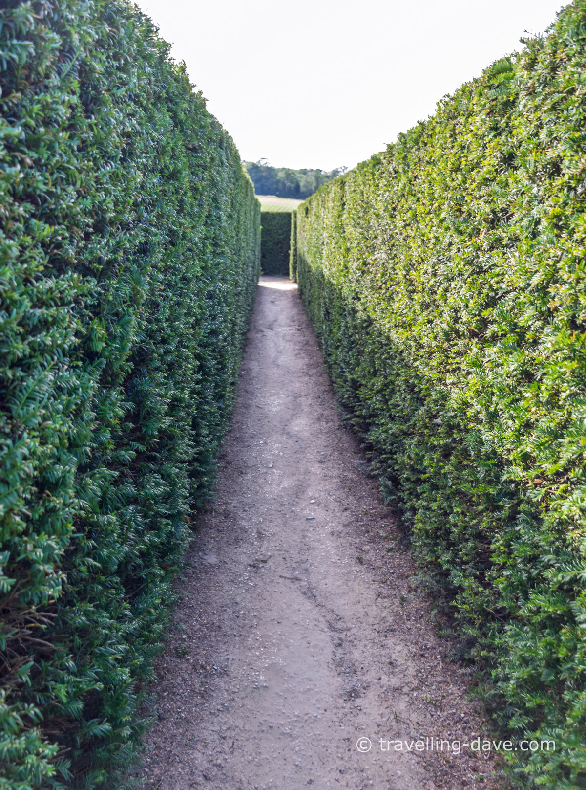 Looking down the maze at Leeds Castle