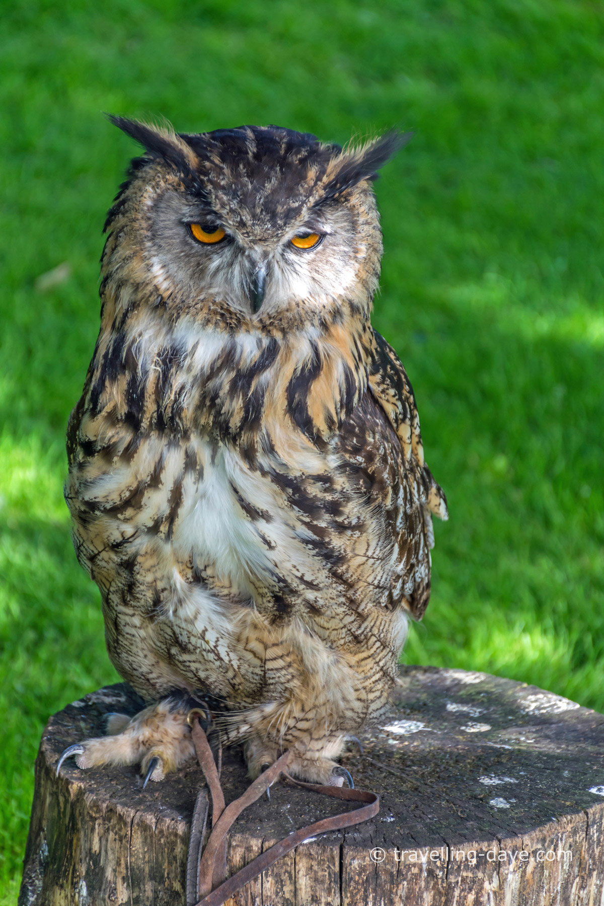 View of an owl on a perch