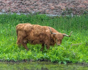 View of an highland cow
