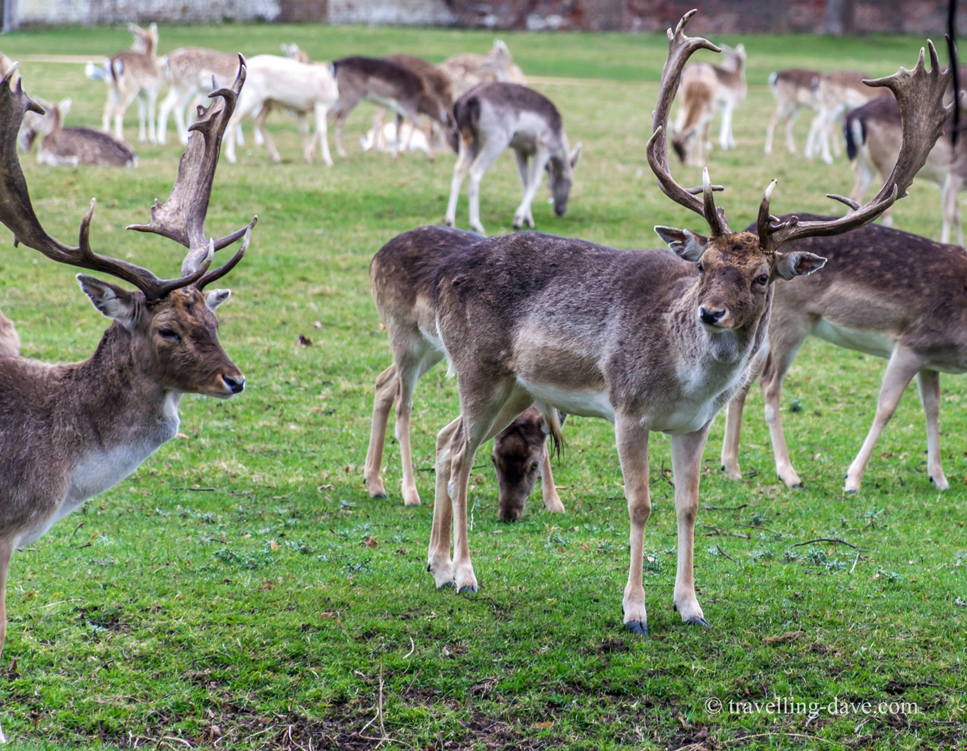 View of some of Home Park's deer