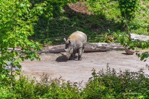 View of one of Lille Zoo's rhinos