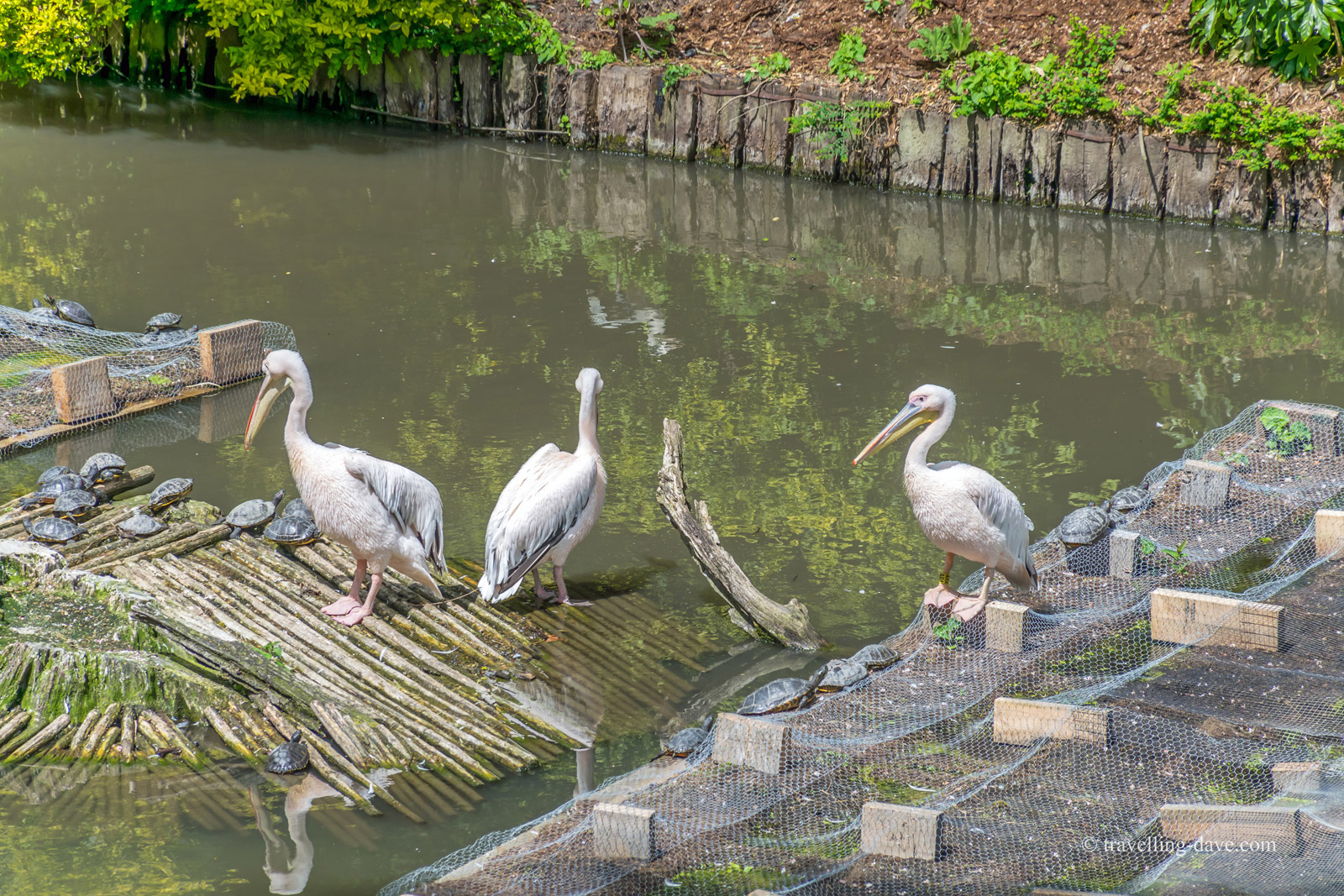 View of some of Lille Zoo's pelicans