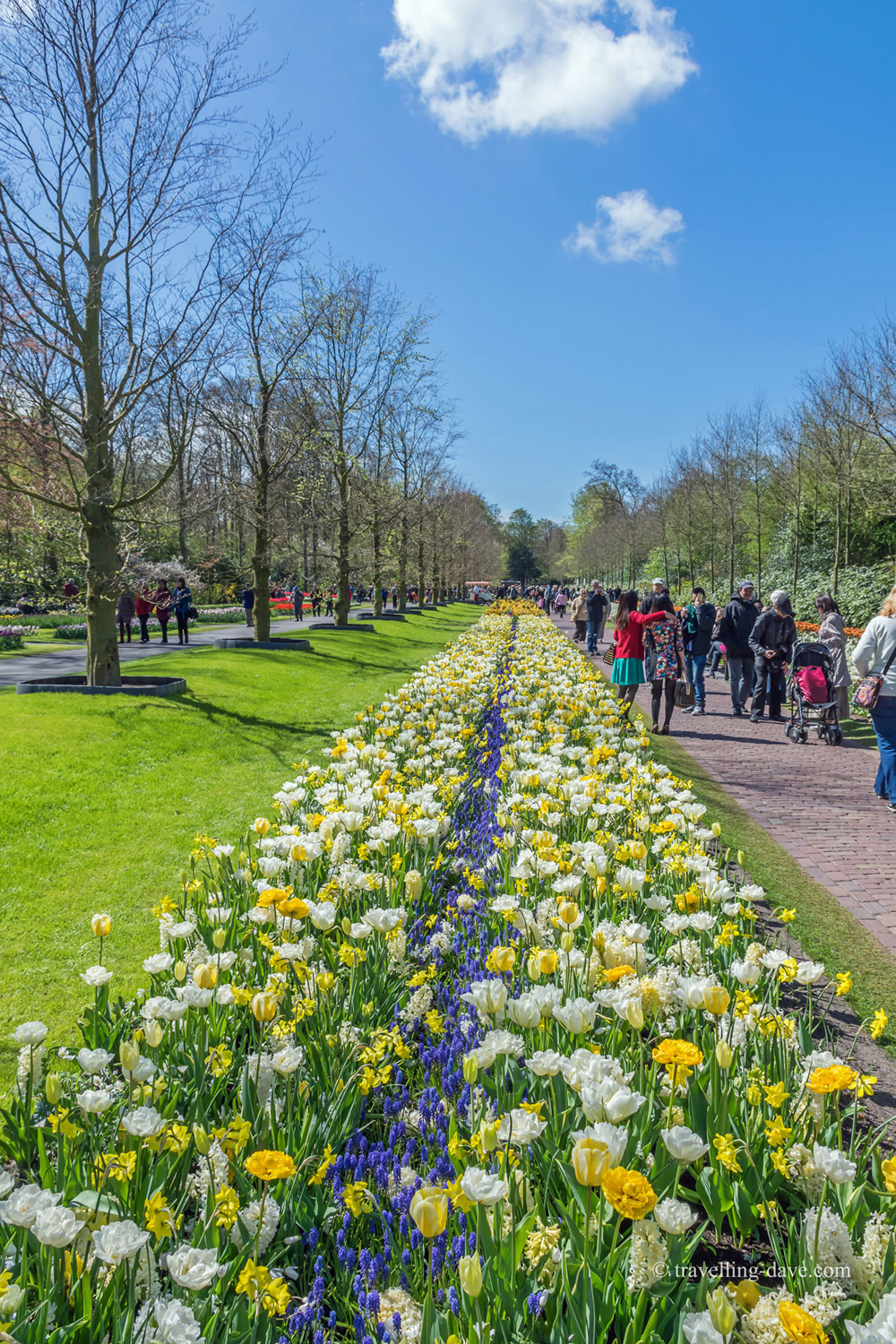 Flowers along the path at Keukenhof