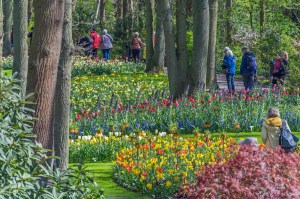 View of some of Keukenhof's visitors