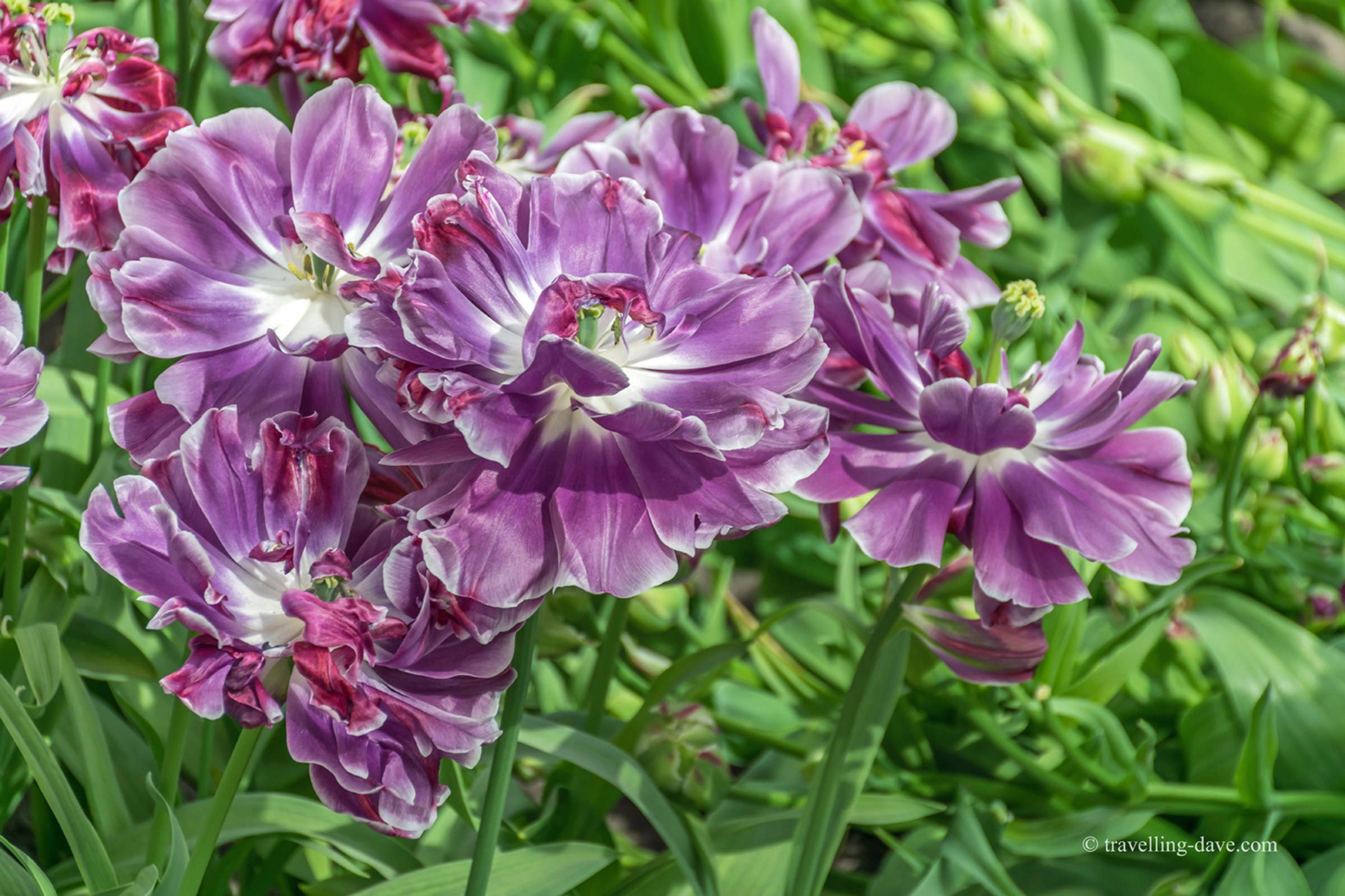 View of beautiful purple flowers