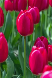 Close up of pink tulips