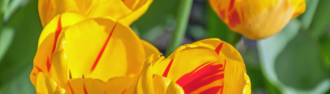 View of yellow and red tulips