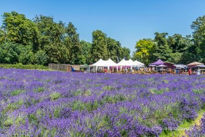 Looking across a lavender field