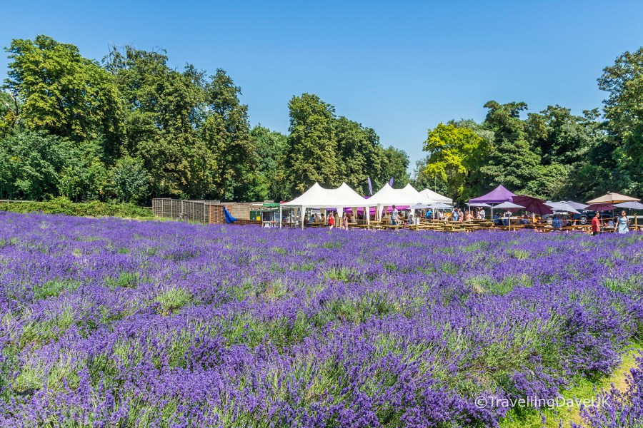 Looking across a lavender field