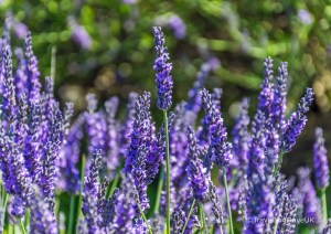 Beautiful lavender flowers