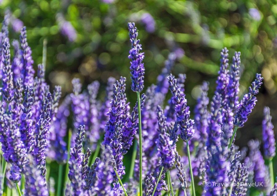 Beautiful lavender flowers