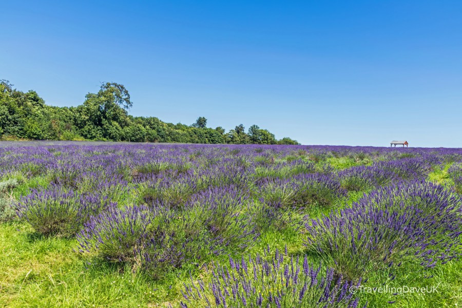 View of a lavender field