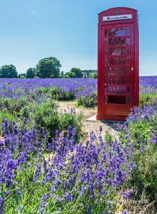 A red phone box and lavender