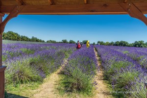 Looking out from a gazebo at a lavender field