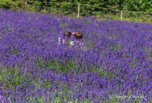 View of two kids among lavender in bloom