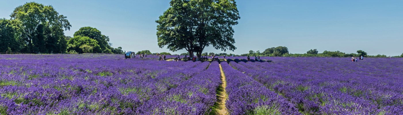 View of lavender and a large tree