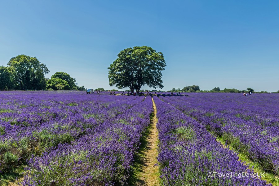 View of lavender and a large tree