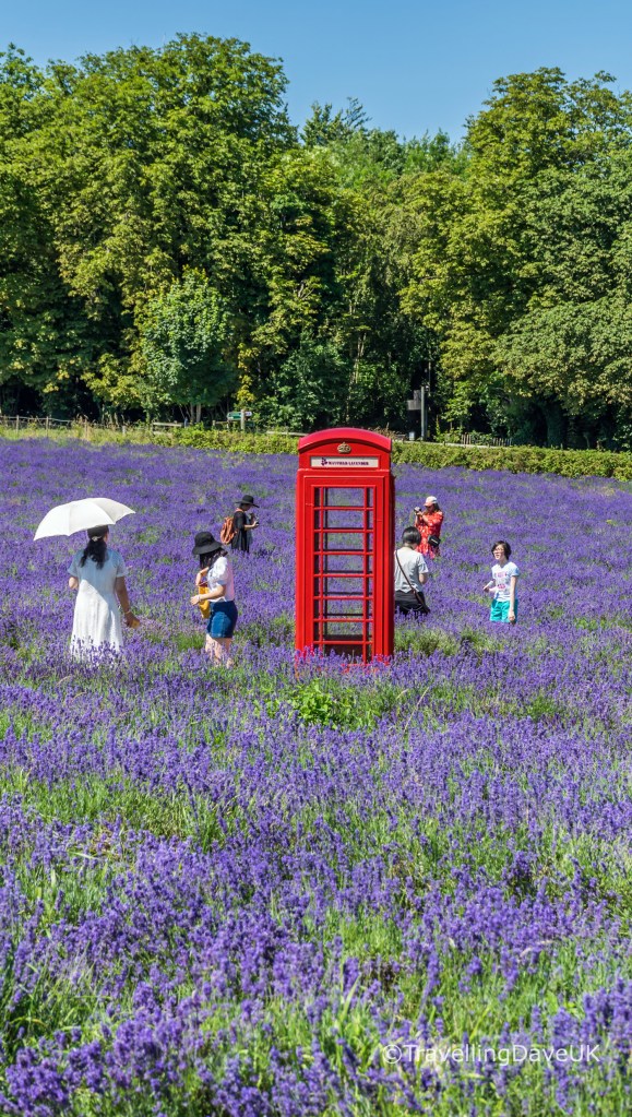 A red phone box and people in a lavender field