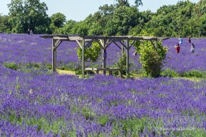 Seating area in a lavender field