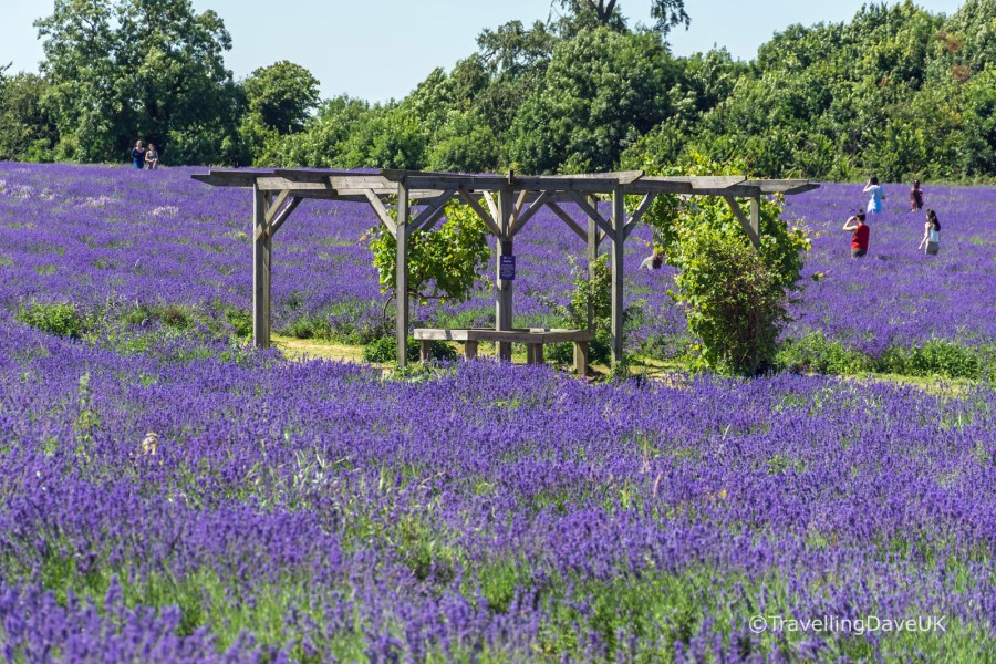 Seating area in a lavender field