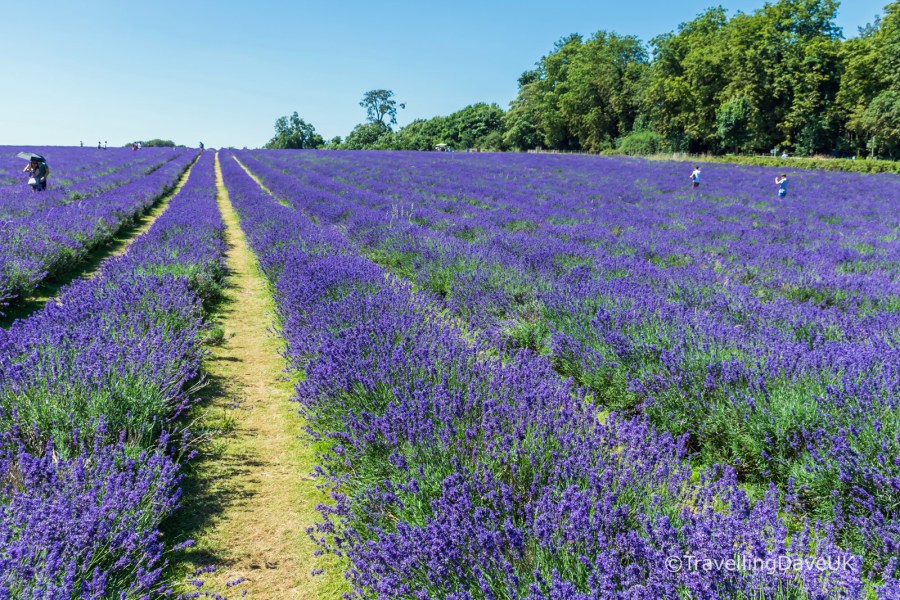 Rows of lavender in a field
