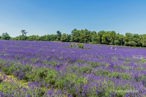 Rows of lavender in bloom